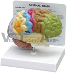 Sensory-Motor Half Brain Model